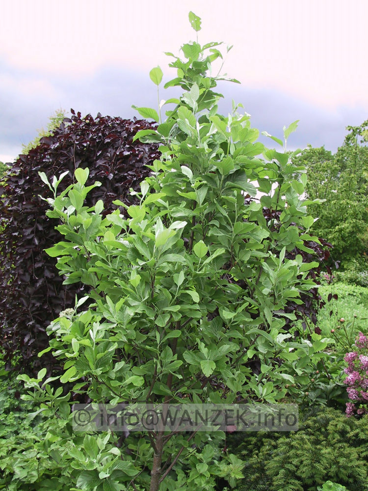 Sorbus aria Gigantea 03 - 2m.jpg